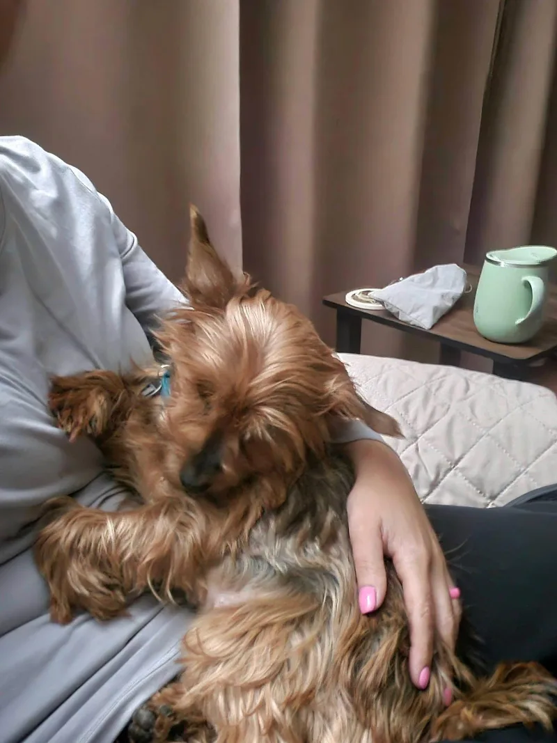 Pixie Pie thumbnail 2