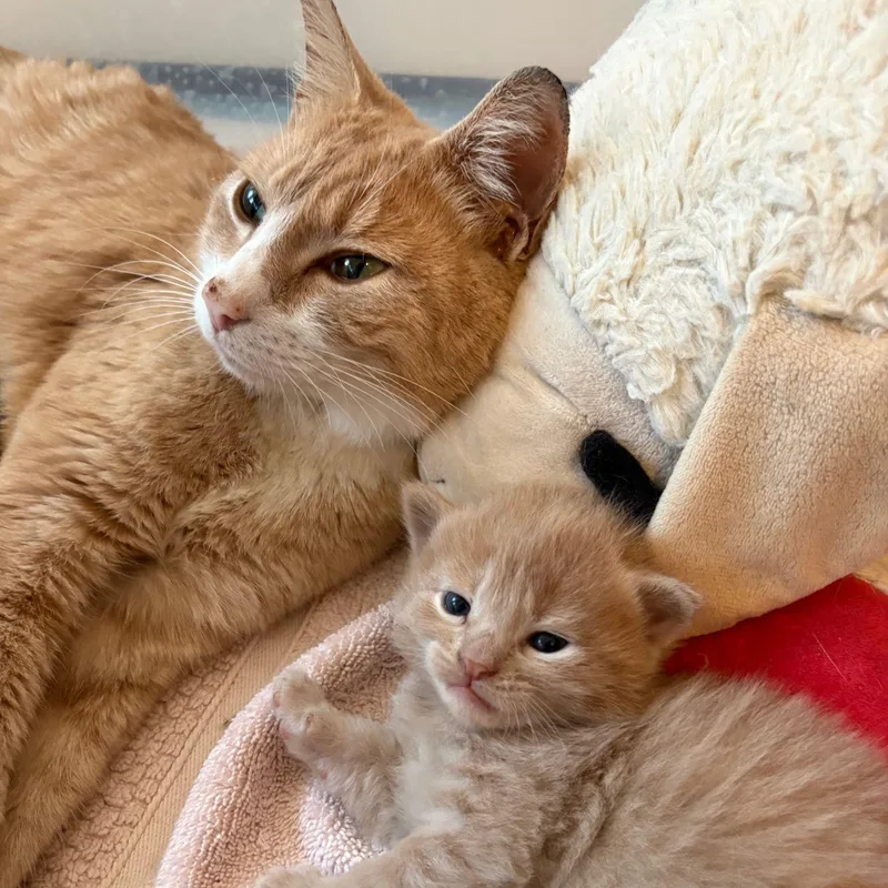 Louisiana thumbnail 2