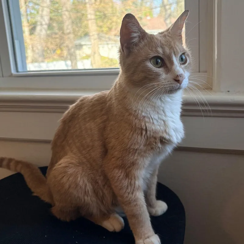 Louisiana thumbnail 3