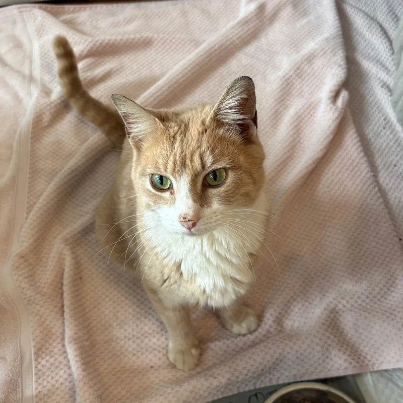An adult medium-sized female Orange & White Domestic Short Hair cat named Louisiana for adoption in Montclair, NJ