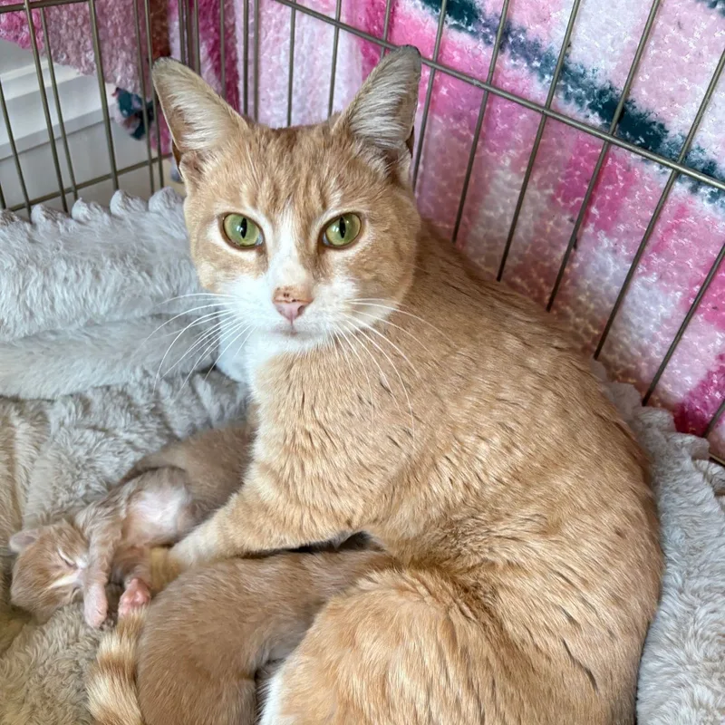 Louisiana thumbnail 4