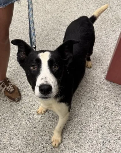 A young medium-sized male Black Mixed Breed dog named Soccer for adoption in Kansas City, MO