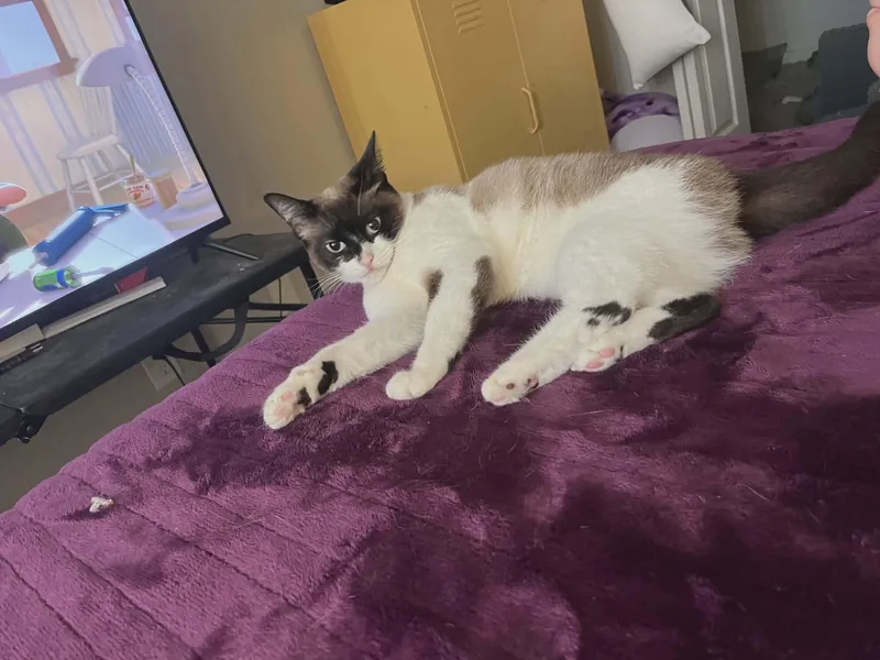 An adult medium-sized female Chocolate Point Siamese cat named Alice for adoption in Gladstone, OR