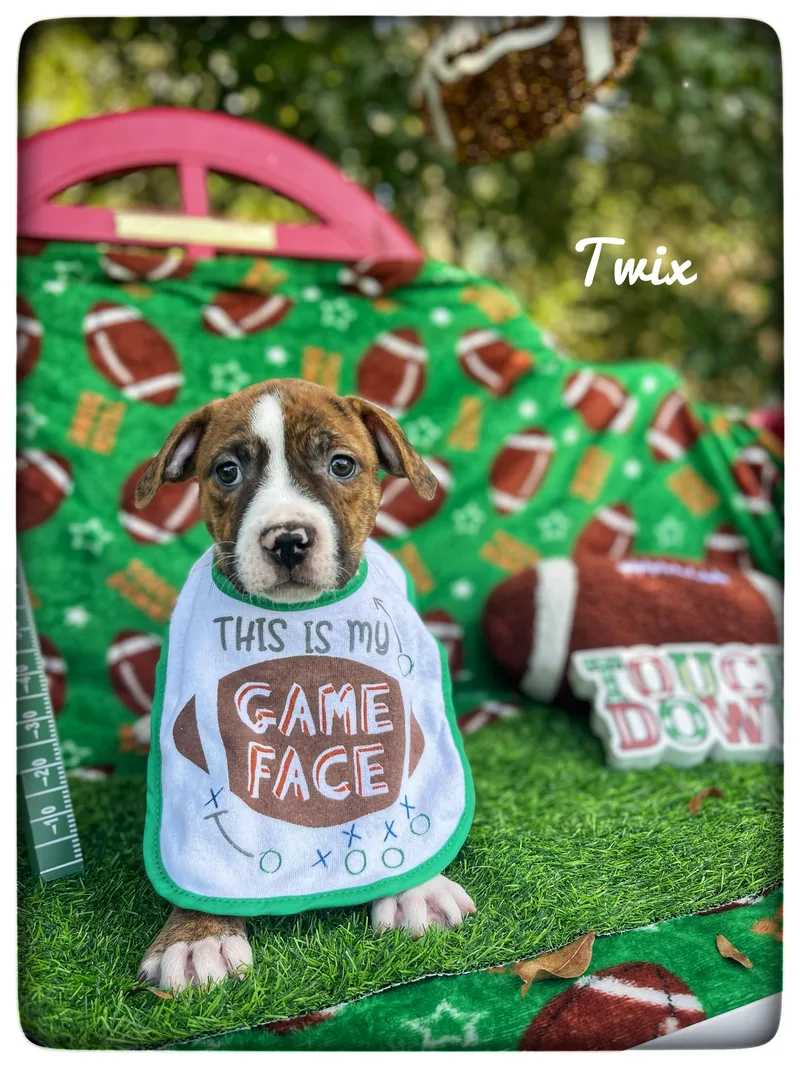 A baby medium-sized male American Staffordshire Terrier dog named Twix for adoption in Sebring, FL