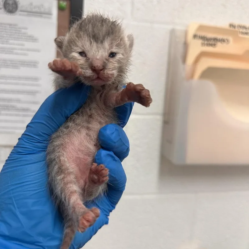 A baby small-sized female Gray / Blue / Silver Domestic Short Hair cat named Ant for adoption in Edinburg, TX