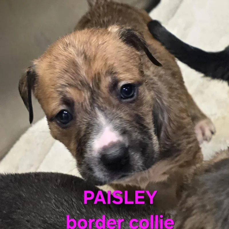 A baby medium-sized female White / Cream Border Collie dog named Paisley for adoption in Athens, AL