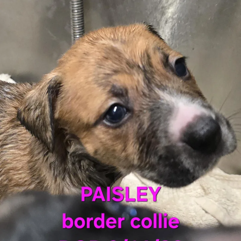 Paisley thumbnail 4