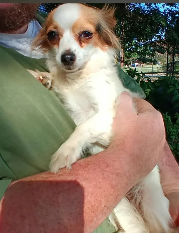 A young small-sized female Chihuahua dog named Truffles In Tx for adoption in Cranston, RI