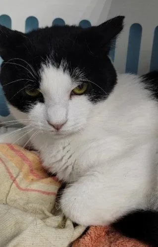 An adult medium-sized female Domestic Short Hair cat named Simone  Center for adoption in Oakland Park, FL