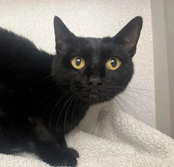An adult medium-sized female Domestic Short Hair cat named Gypsy for adoption in Stratham, NH
