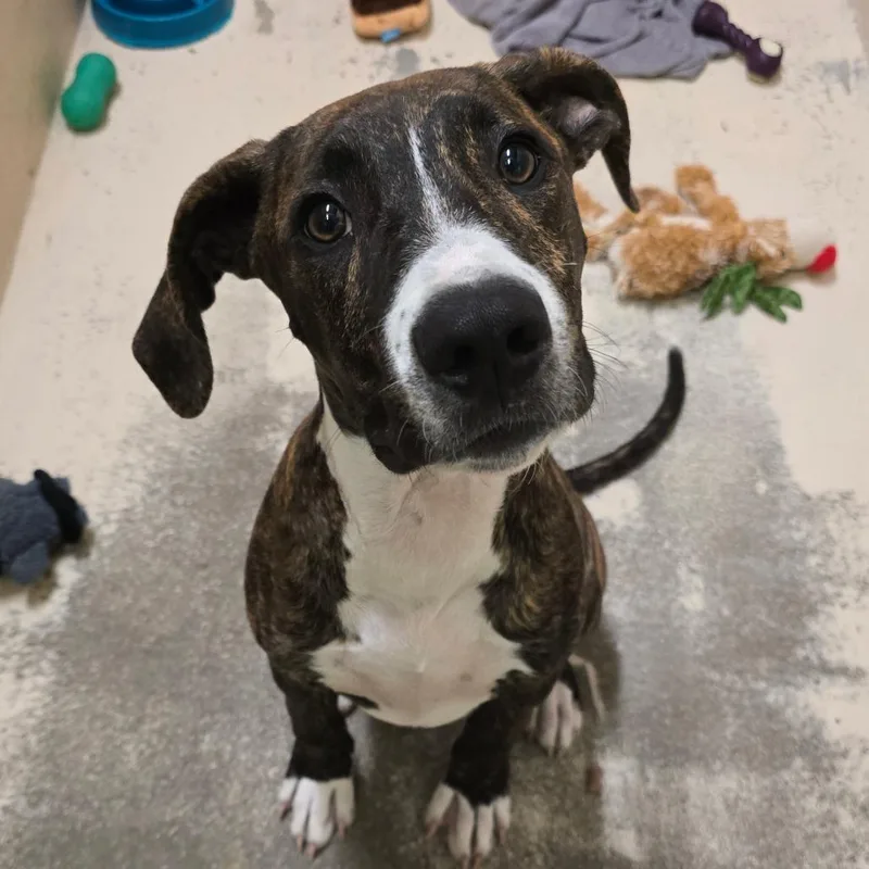 A baby small-sized male Brindle Mixed Breed dog named Bruno for adoption in Columbia, MO
