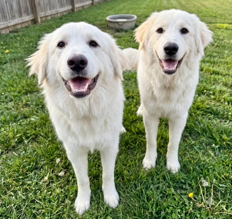 Opal & Pearl Bonded thumbnail 3
