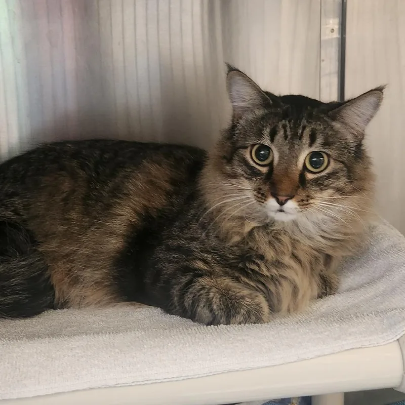 A young large-sized male Brown / Chocolate Domestic Long Hair cat named Chance for adoption in Murray, UT