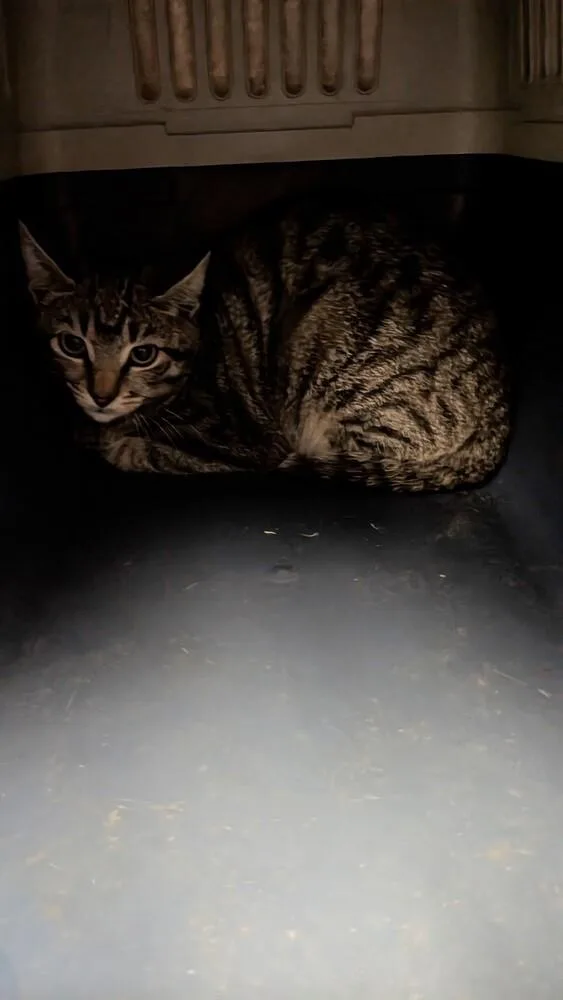 A baby small-sized female Tabby (Brown / Chocolate) Domestic Short Hair cat named Girlie for adoption in Evansville, IN