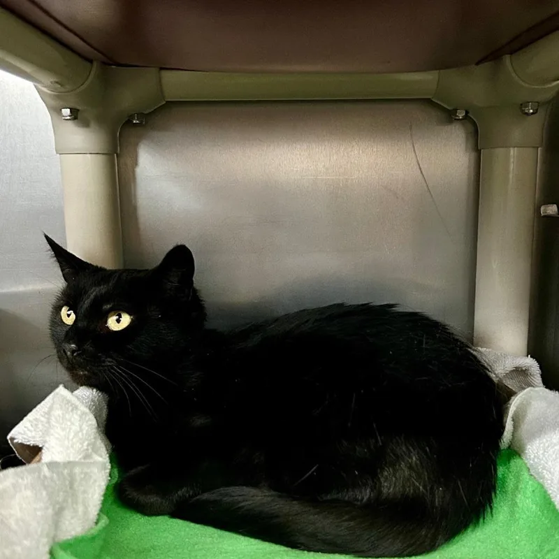 An adult medium-sized female Black Domestic Short Hair cat named Mama Mary for adoption in Hamburg, NY