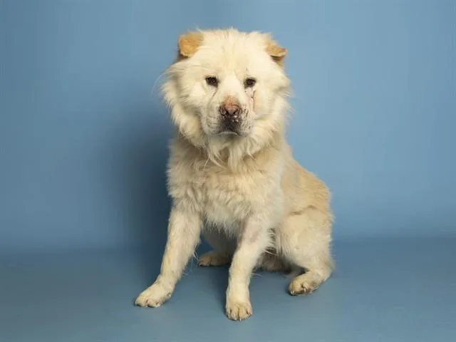 An adult large-sized male Chow Chow dog named Flash for adoption in Phoenix, AZ