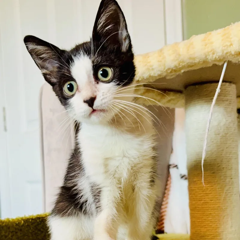 Penelope thumbnail 4