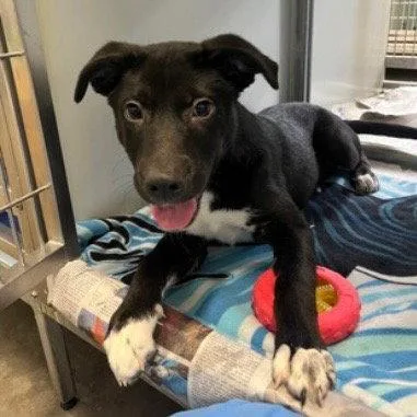 A baby medium-sized male Labrador Retriever dog named Jabari for adoption in Bloomfield, CT