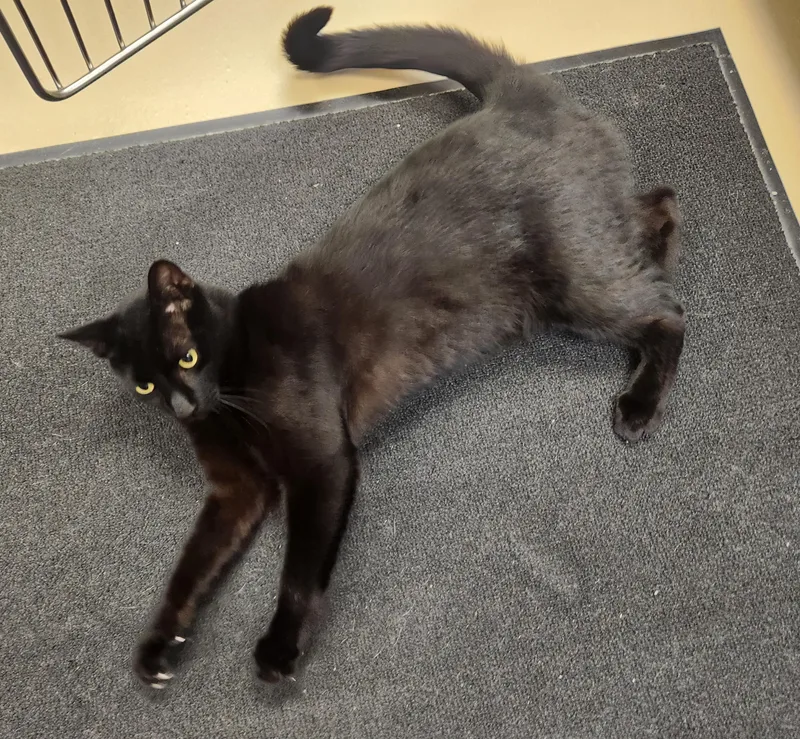 An adult medium-sized male Black Domestic Short Hair cat named Lars for adoption in Clayton, NJ