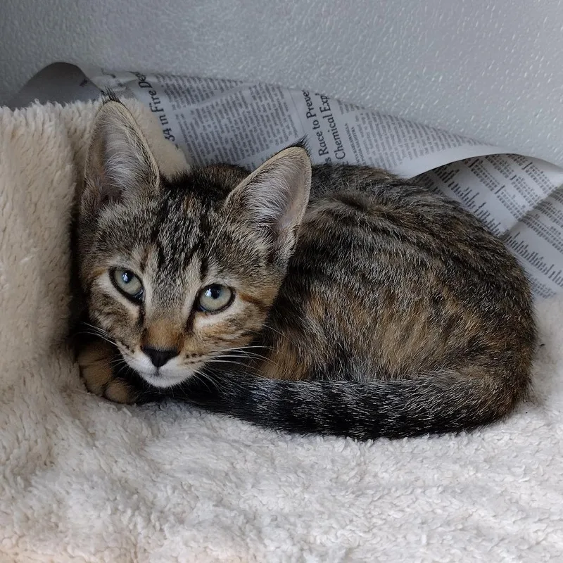 A baby small-sized female Torbie Domestic Short Hair cat named Rin for adoption in Chattanooga, TN