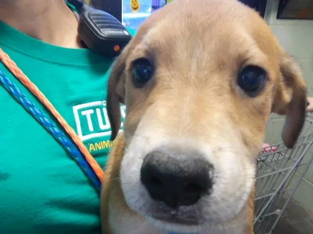 A baby small-sized female Labrador Retriever dog named Foe for adoption in Tulsa, OK