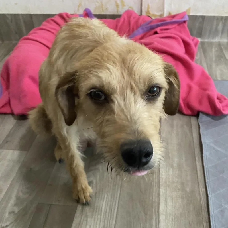 Gardenia thumbnail 2