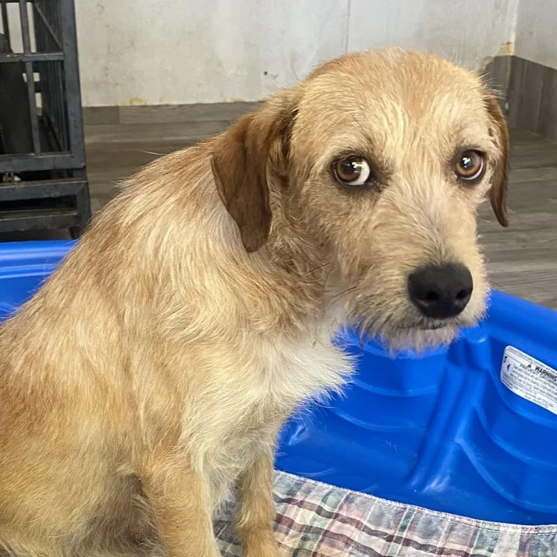 Gardenia thumbnail 3