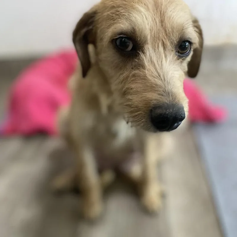 Gardenia thumbnail 4