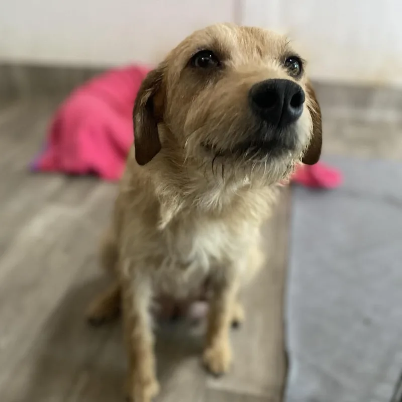 Gardenia thumbnail 5