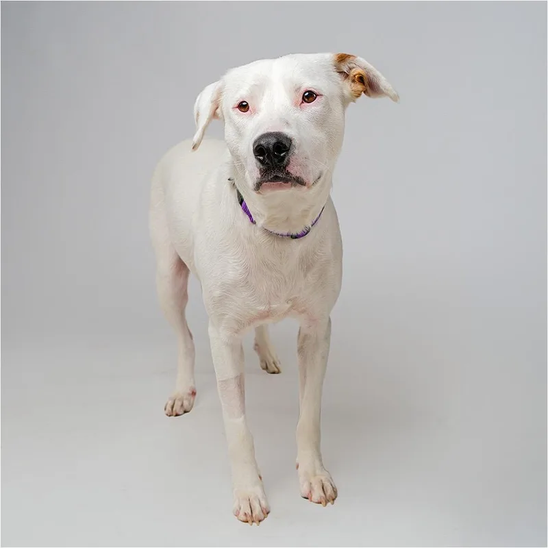 An adult medium-sized female Labrador Retriever dog named Cloud for adoption in Palm Springs, CA