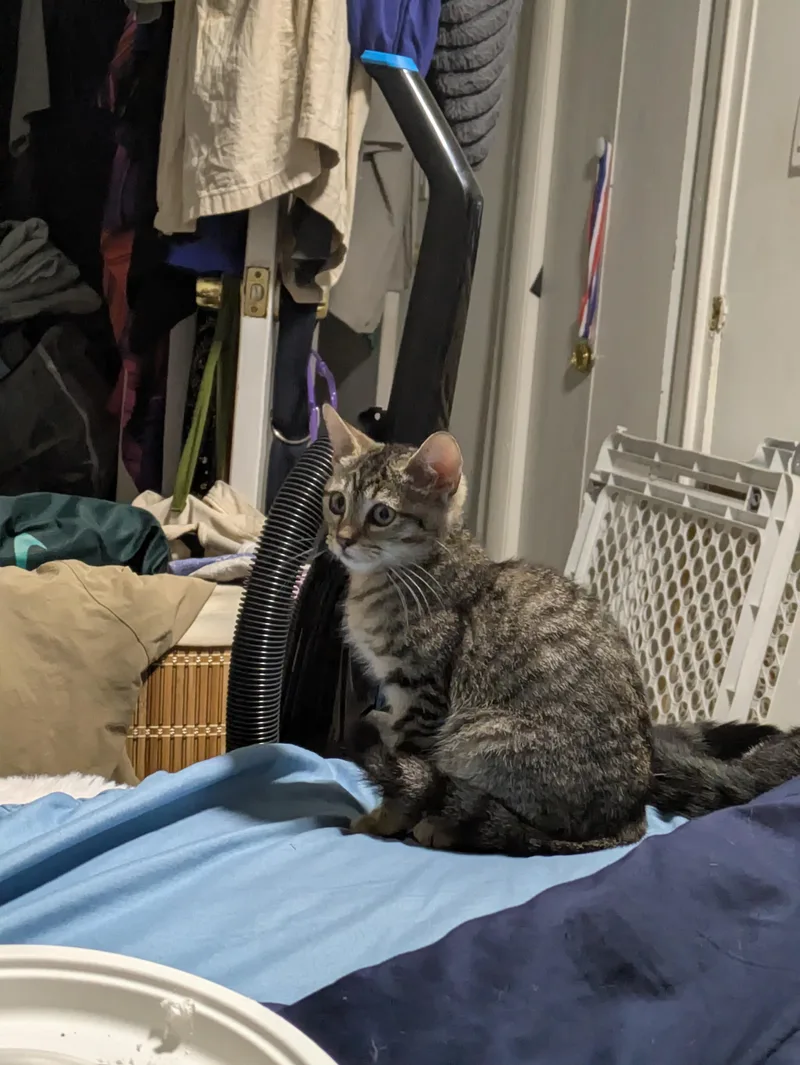 A baby small-sized female Tabby (Brown / Chocolate) Domestic Short Hair cat named Josephine for adoption in Philadelphia, PA