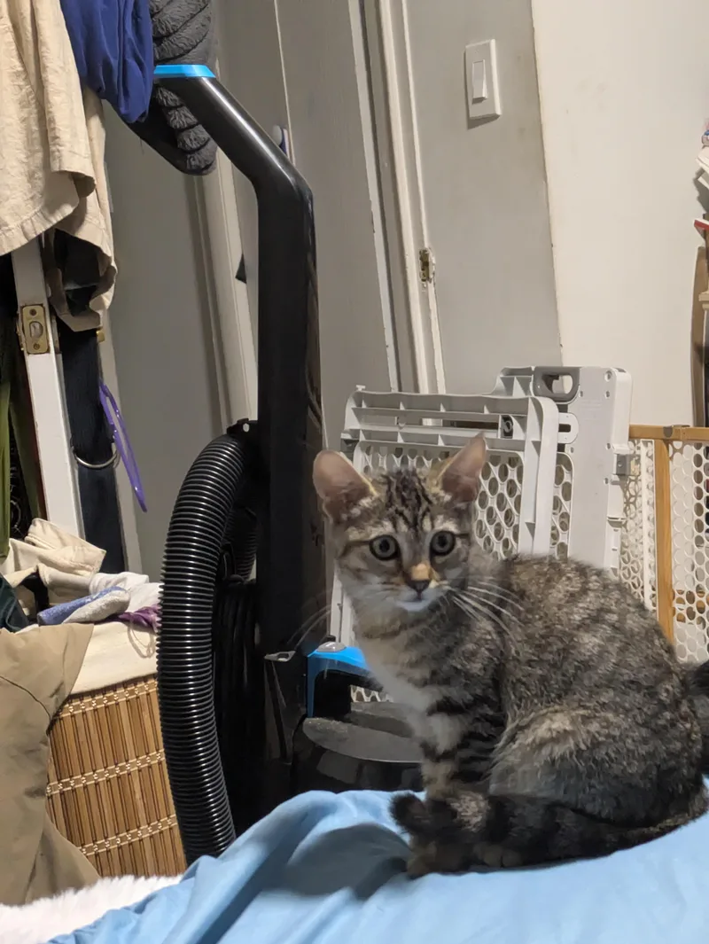 Josephine thumbnail 6