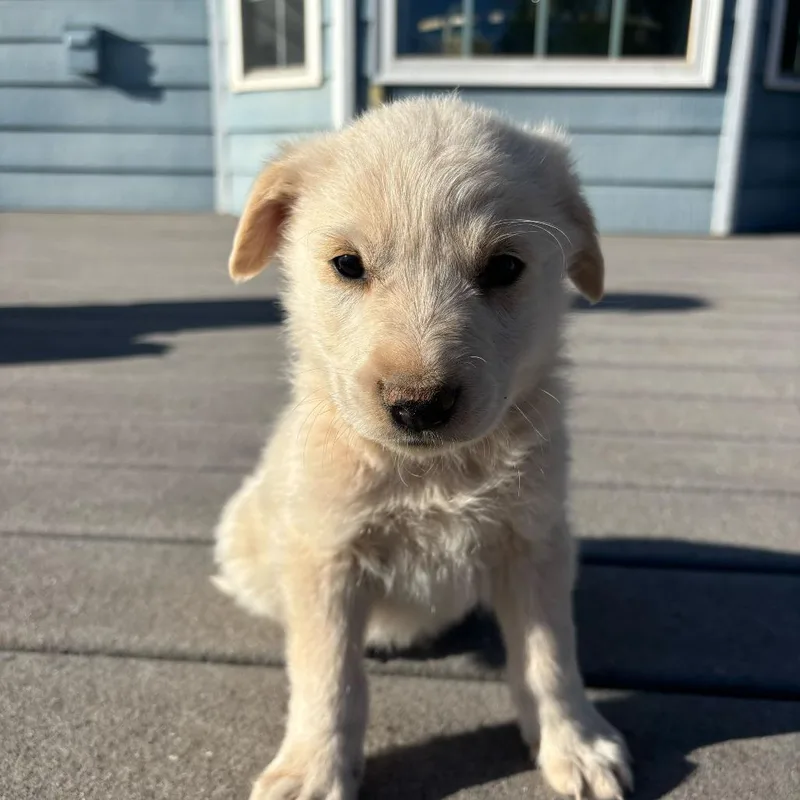 An adult medium-sized male Labrador Retriever dog named Wally for adoption in Grand Junction, CO