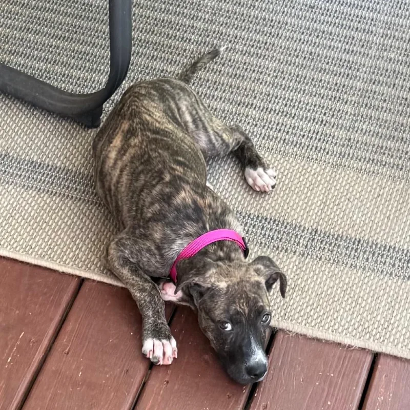 A baby medium-sized female Brindle Pit Bull Terrier dog named Brinley for adoption in Enterprise, AL