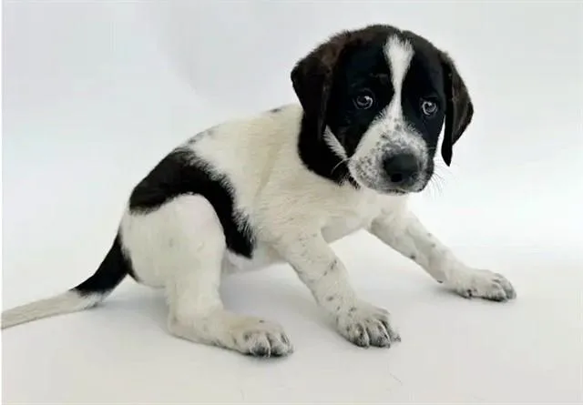 A baby small-sized female Terrier dog named Bowie for adoption in Saint Louis, MO