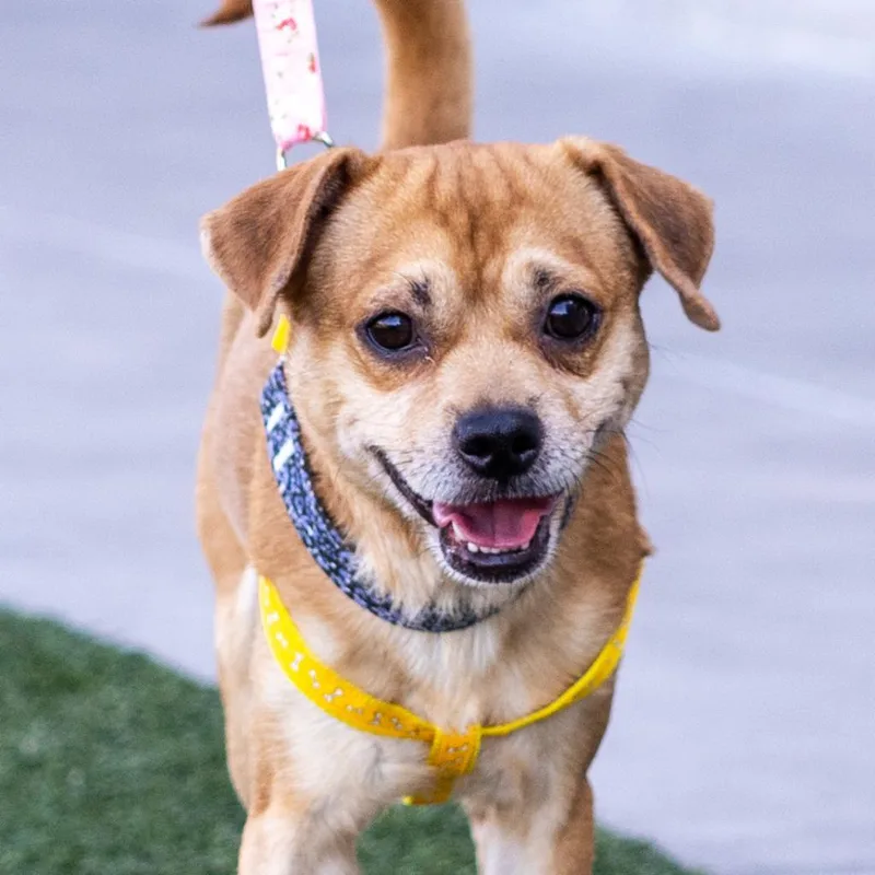 Kowalski thumbnail 2