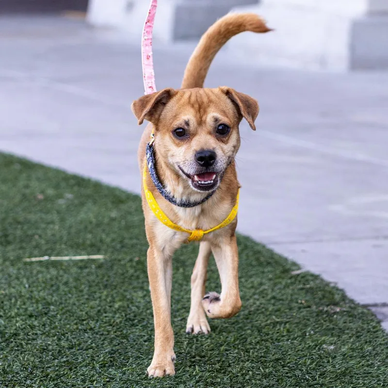 Kowalski thumbnail 3