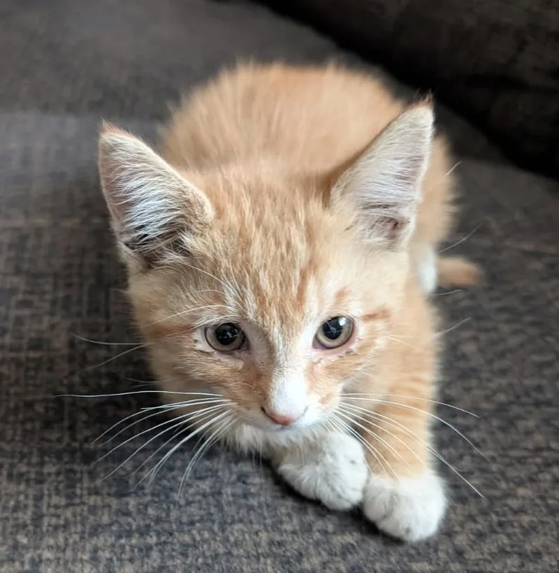 A baby medium-sized male Tabby (Orange / Red) Domestic Short Hair cat named Mango for adoption in La Canada, CA