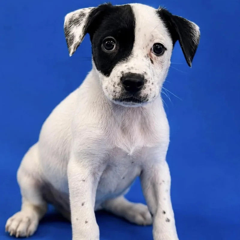 A baby medium-sized female Black Mixed Breed dog named Finley for adoption in Yaphank, NY