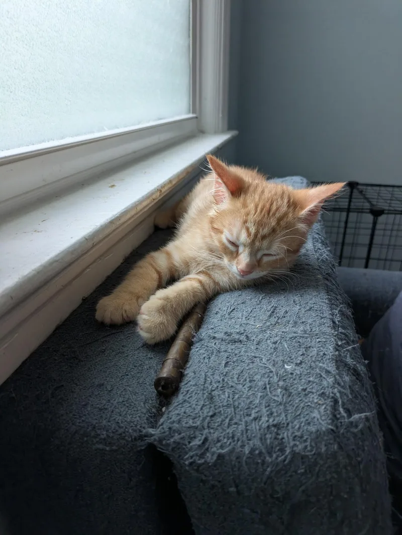 A baby medium-sized male Orange & White Domestic Short Hair cat named David for adoption in Columbus, OH
