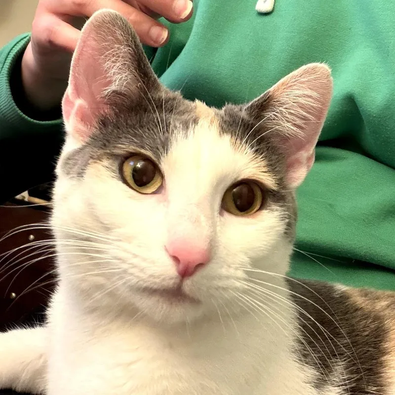 A young medium-sized female White Domestic Short Hair cat named Cali for adoption in Manheim, PA