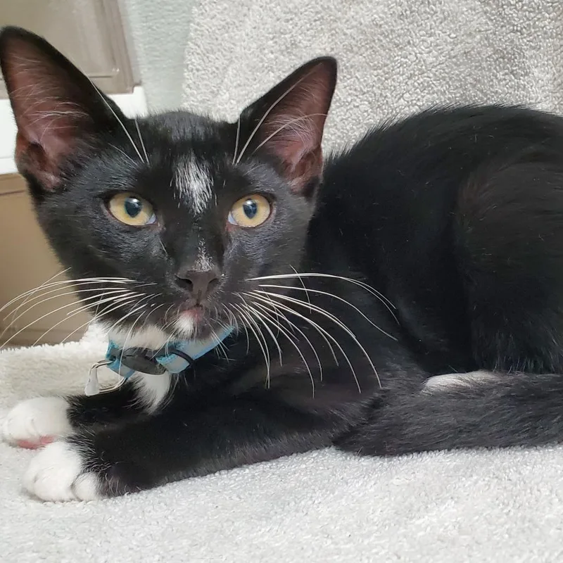 A baby small-sized male Black Domestic Short Hair cat named Hex for adoption in Brea, CA