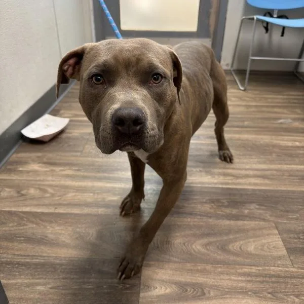 Robert Doggy Jr thumbnail 2