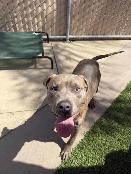 Robert Doggy Jr thumbnail 3