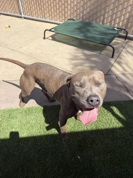 Robert Doggy Jr thumbnail 4