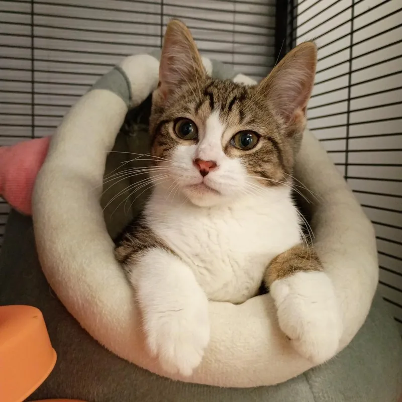 A baby small-sized female Brown / Chocolate Domestic Short Hair cat named Praline for adoption in Muncie, IN