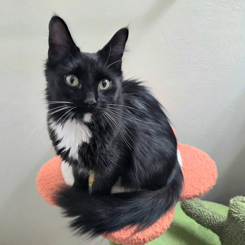 A young medium-sized female Black & White / Tuxedo Tuxedo cat named Lotus for adoption in High Ridge, MO