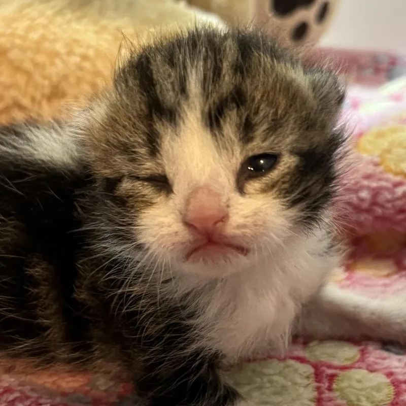A baby small-sized female Gray / Blue / Silver Domestic Short Hair cat named Dabba for adoption in Los Angeles, CA