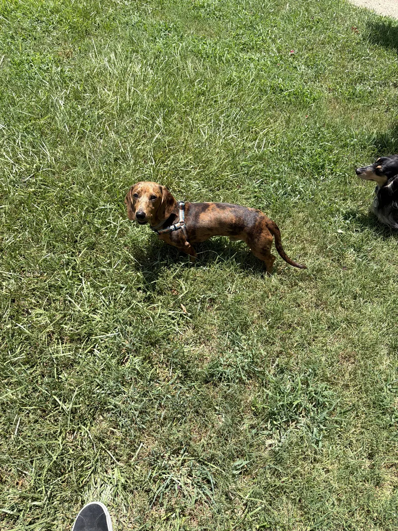 A young small-sized male Brown / Chocolate Dachshund dog named Fritz for adoption in Tyler, TX