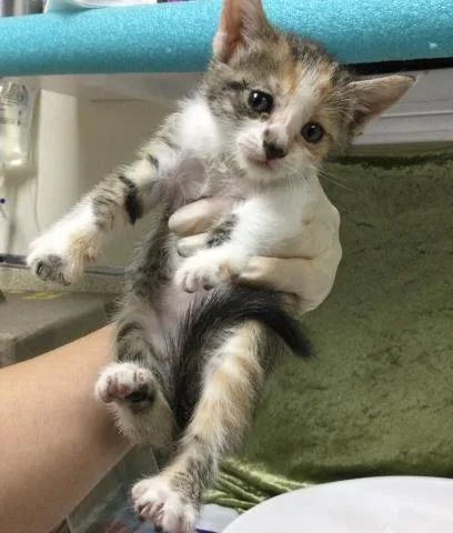 A baby small-sized female Domestic Short Hair cat named Tiger for adoption in Riverside, CA